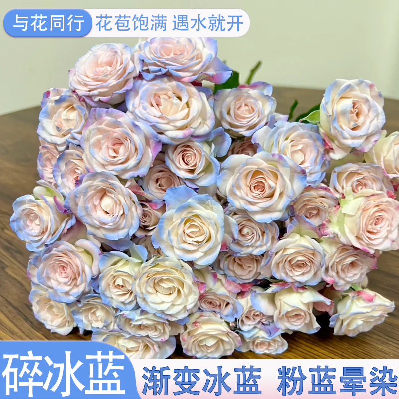 与花同行【PLUS】折射碎冰蓝玫瑰鲜花斗南基地直发室内家居水培送礼花束 按花苞【20-30花苞】碎冰蓝多头玫瑰 【下单联系客服领取养护】