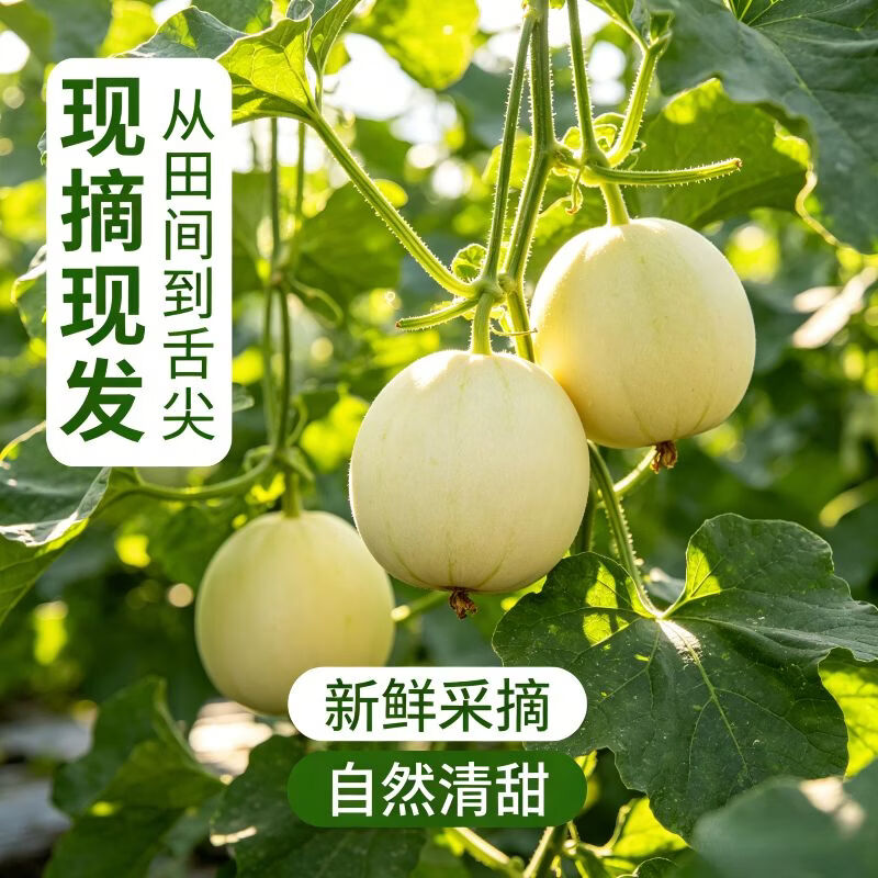 遇见悯农阎良甜瓜 地标好瓜 现摘现发 脆甜不齁 老人小孩皆宜 整箱包邮 阎良甜瓜净重4.5斤【鲜甜多汁】