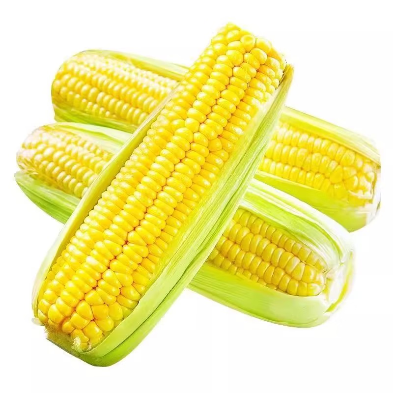 现摘水果玉米新鲜甜玉米嫩玉米新鲜玉米生吃爆浆即食代餐包邮 带箱(5-5.5斤)实惠装