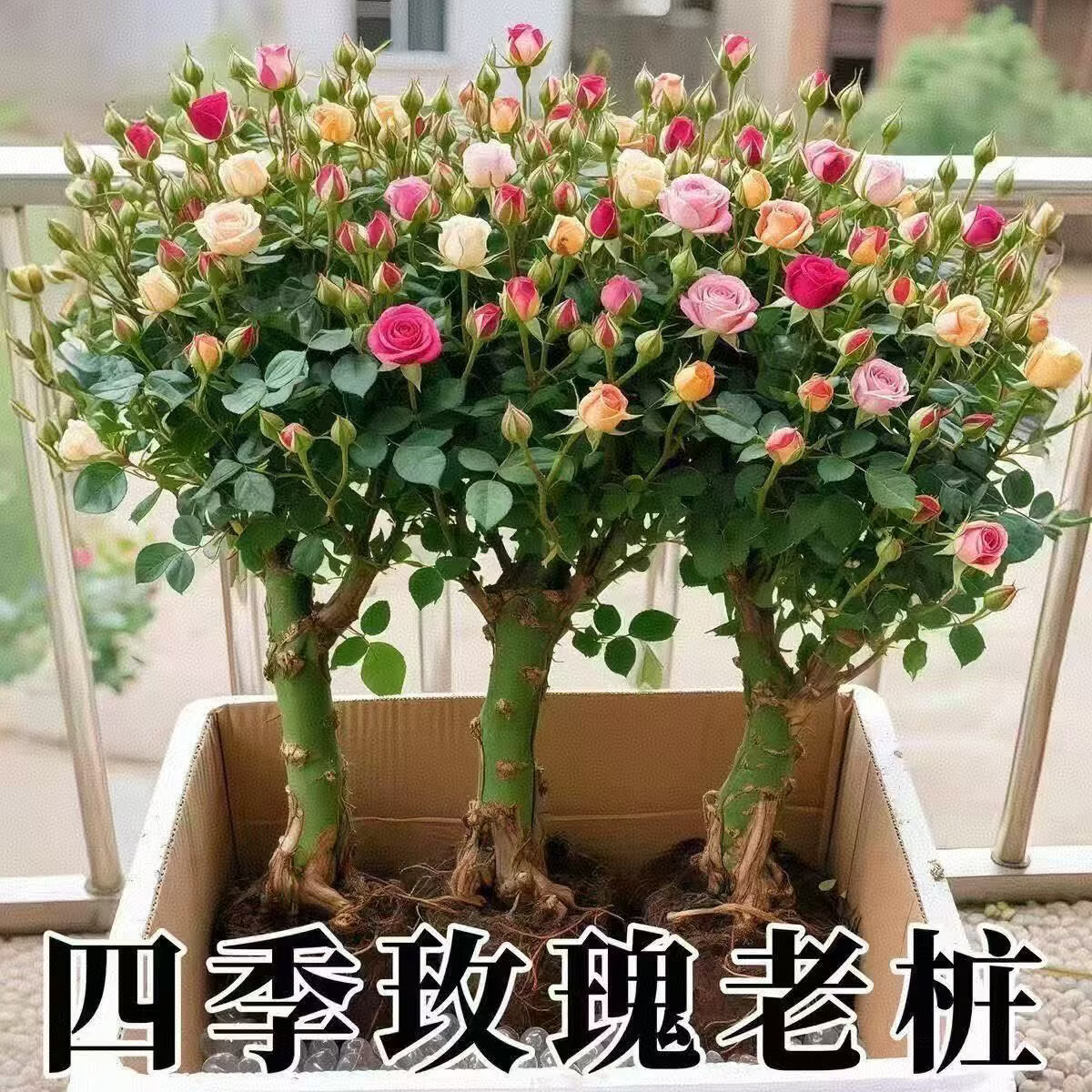 玫瑰花老桩月季室内外盆栽阳台四季开花卉好养易活庭院SSJ 5年老桩3颗【四级开花】