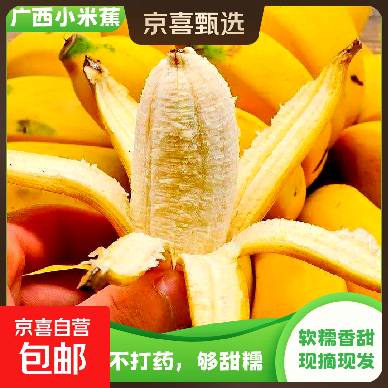 京喜加广西小米蕉自然熟新鲜水果现摘香蕉芭蕉苹果蕉当季香甜粉糯现摘 带箱2斤