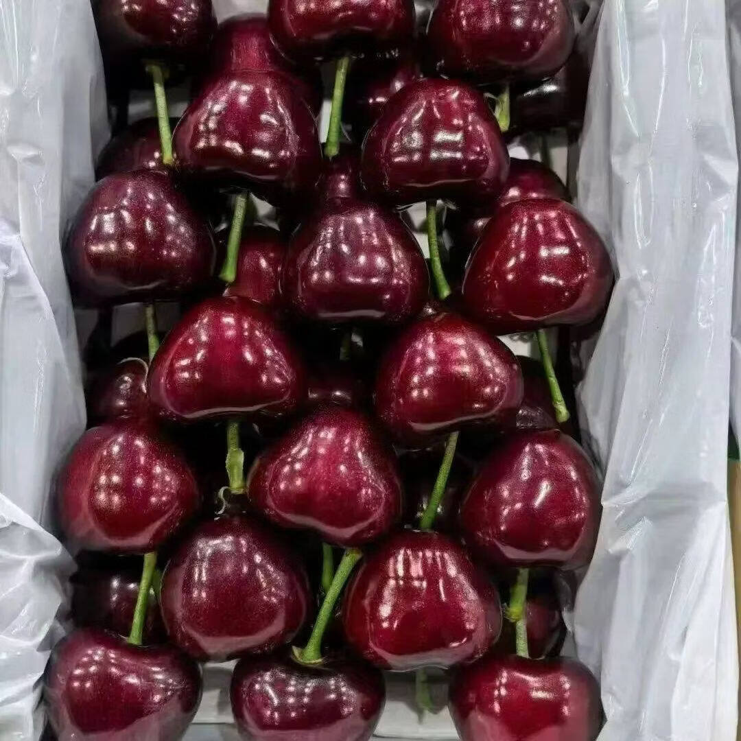 果伦滋正宗山东大樱桃 国产车厘子【JD多地次日达】当季新鲜水果整箱 4斤(净重) 优选单果20-26mm 整箱4-5斤