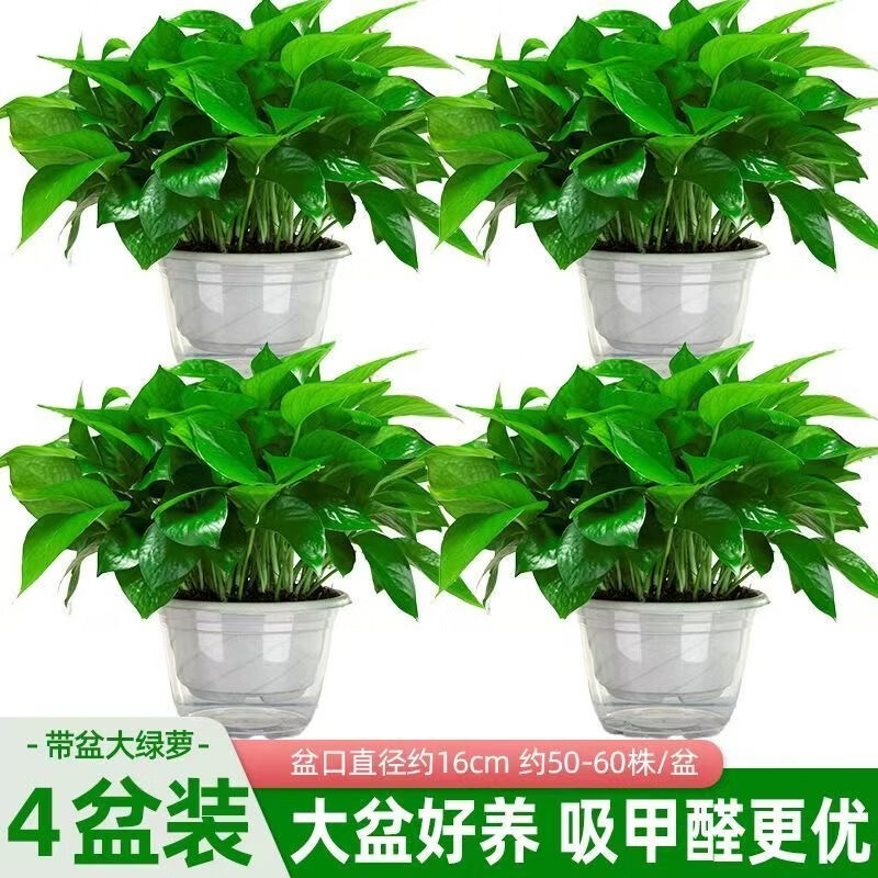 缤贤绿萝盆栽室内花卉绿植物长藤大叶盆四季常绿水培土养办公客厅绿箩 裸根水养土养绿萝1株