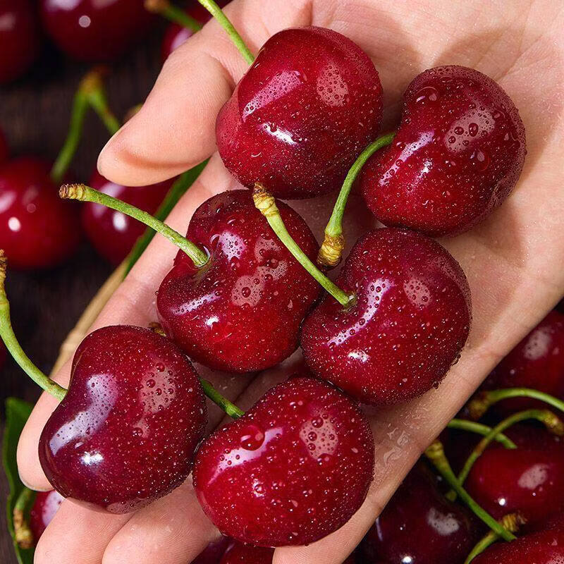 果伦滋正宗山东大樱桃 国产车厘子【JD多地次日达】当季新鲜水果整箱 4斤(净重) 优选单果20-26mm 整箱4-5斤