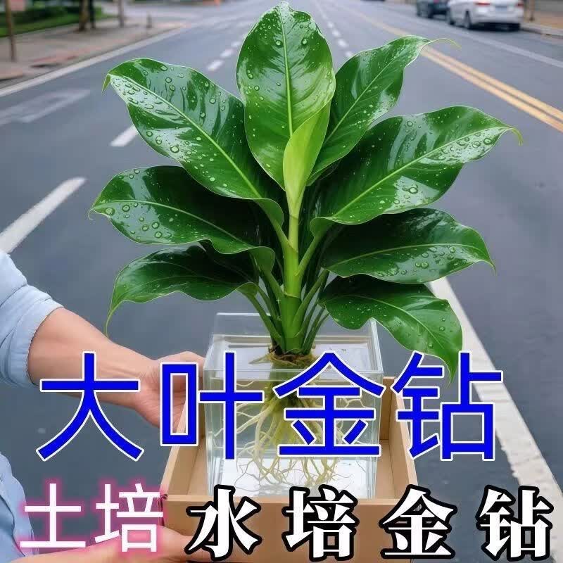大叶金钻盆栽室内花卉绿植大叶金钻特大号水培公主去甲醛-DYX 大叶金钻【1棵】
