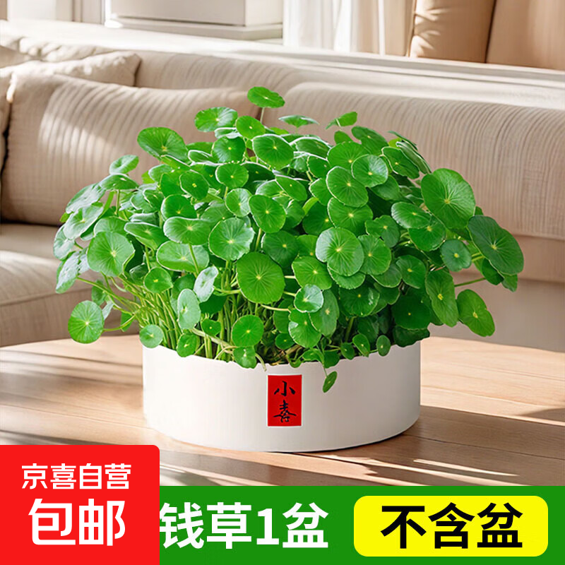铜钱草水培植物室内办公室桌面盆栽花卉四季常青绿植净化空气 精品铜钱草带叶发货1盆（不含盆）