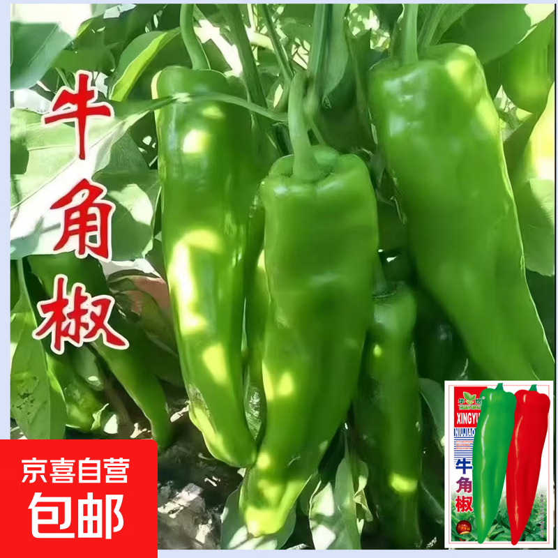 特大牛角椒种子不辣辣椒种籽肉厚超长青椒种阳台菜园蔬菜种子大全 华煜牛角椒种子【正规彩包】 1包【约50粒】