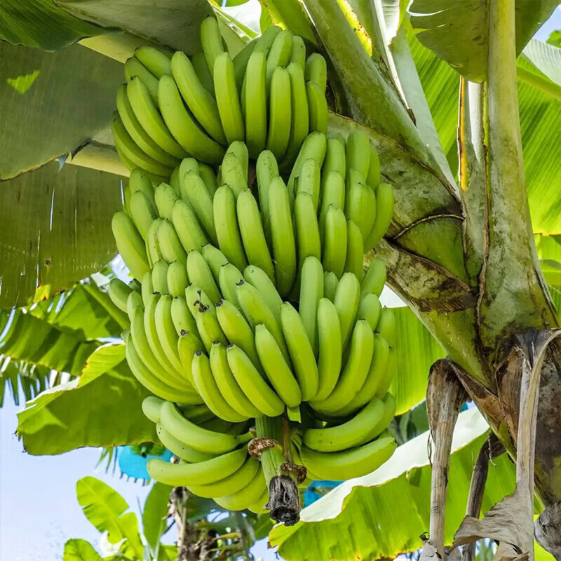 MPPMCK���ϸ�ɽ���㽶 ������Ŵ��Ȼ������ྲྀ�㽶 10��װ����9�� �㽶* 10��װ�� ��9��** 22.9Ԫ