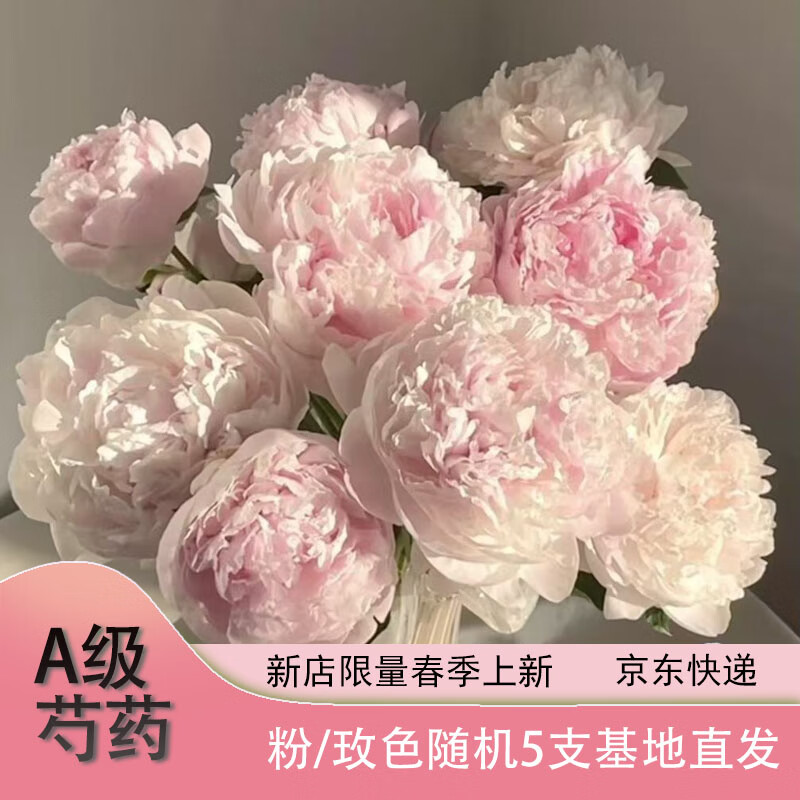 08:03 京东鲜花 山东大芍药5支装  28.4亓自营包邮，趣味插花 *人间四月天-创客网