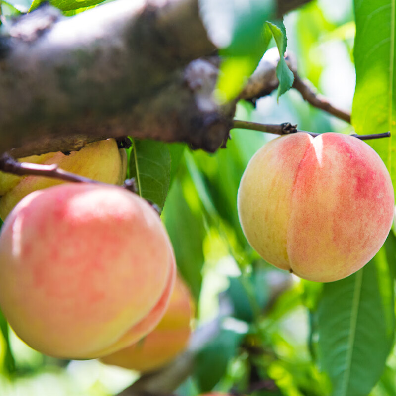 阳山水蜜桃 正宗无锡阳山水蜜桃 时令水果桃子 节日端午礼盒送礼 一级果4-5两12个礼盒净重4.8斤多