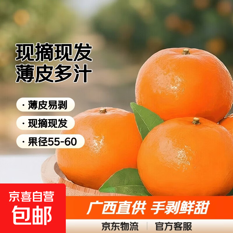正宗广西沃柑薄皮桔子现摘现发新鲜手剥柑橘应季新鲜水果 带箱2斤装净重1.8斤 70-75mm