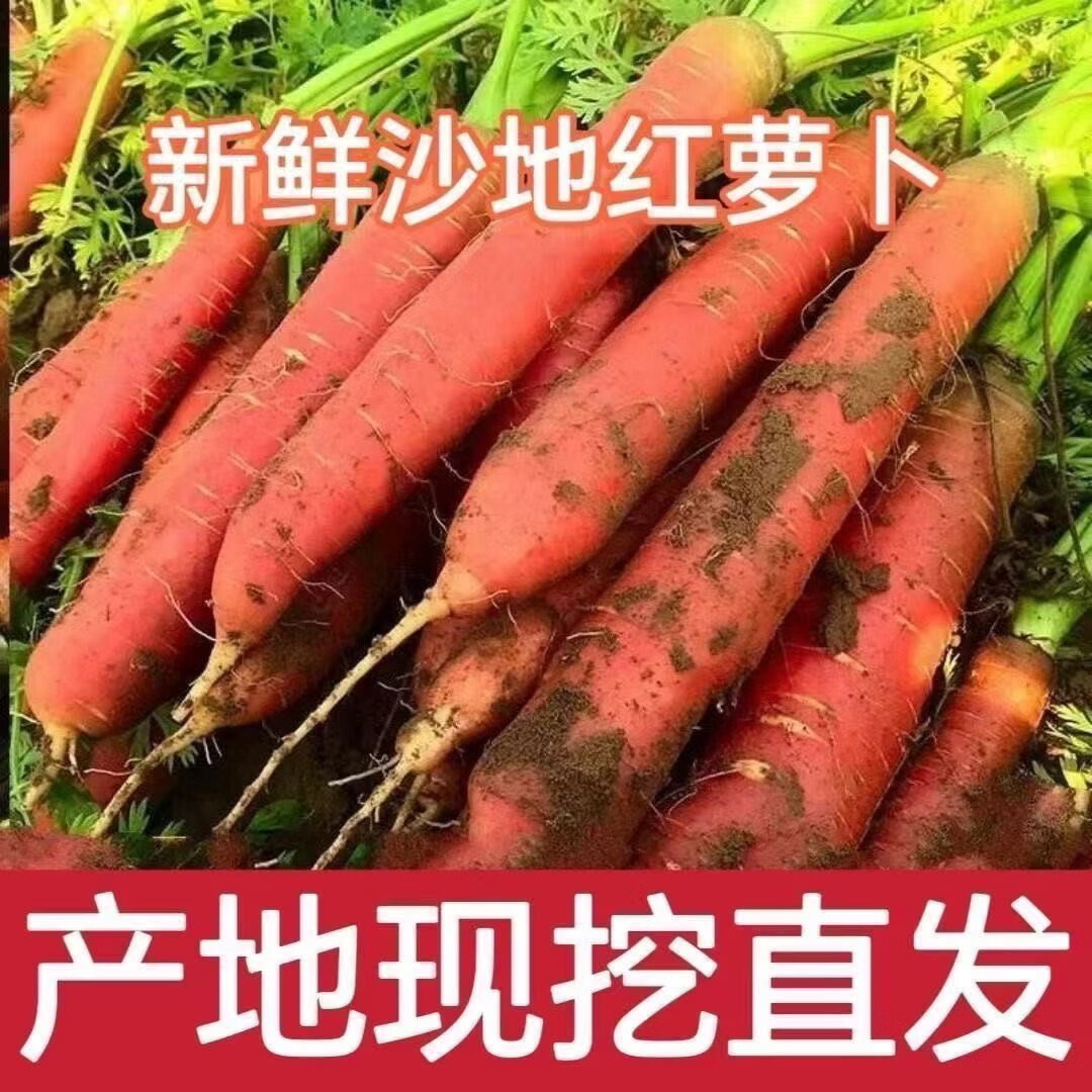 【万亩现挖】沙地红萝卜新鲜胡萝卜蔬菜水果萝卜农家批发生吃脆甜 5斤含箱2两上
