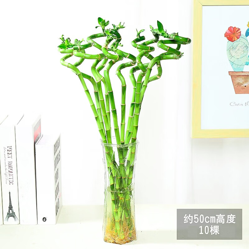 花行榜 富贵竹大叶中竹水培植物转运竹水养客厅绿植室内好养竹子盆栽