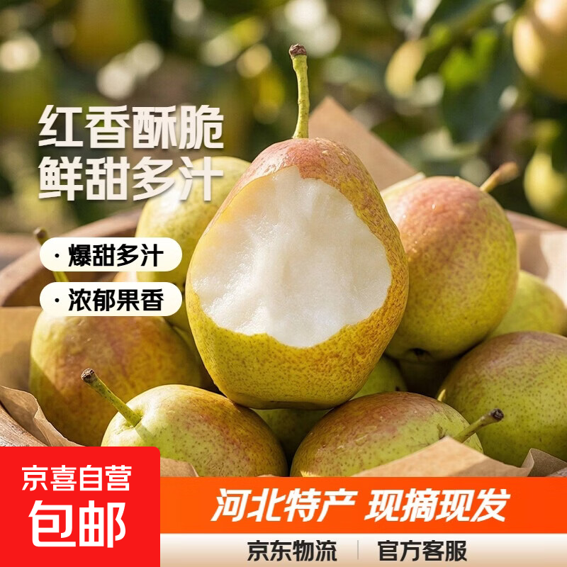 京喜加河北红香酥小香梨河北特产脆甜梨子远达新15 红香酥带箱2斤大果
