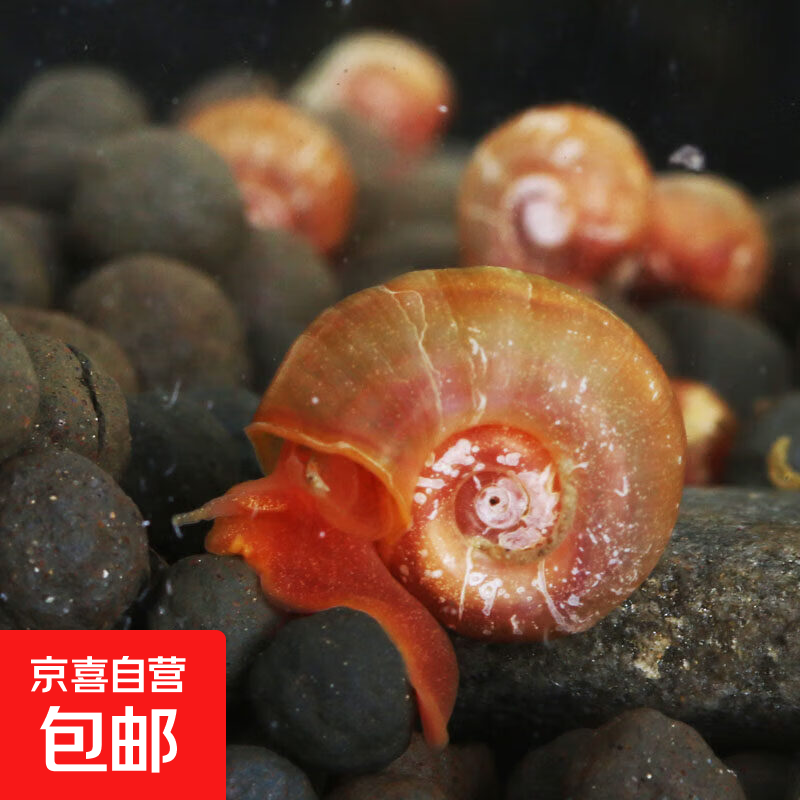苹果螺除藻螺鱼缸清洁工具螺除藻宠物螺乌龟斑马狗头鱼活体饲料 小号苹果螺2只0.5CM-1CM