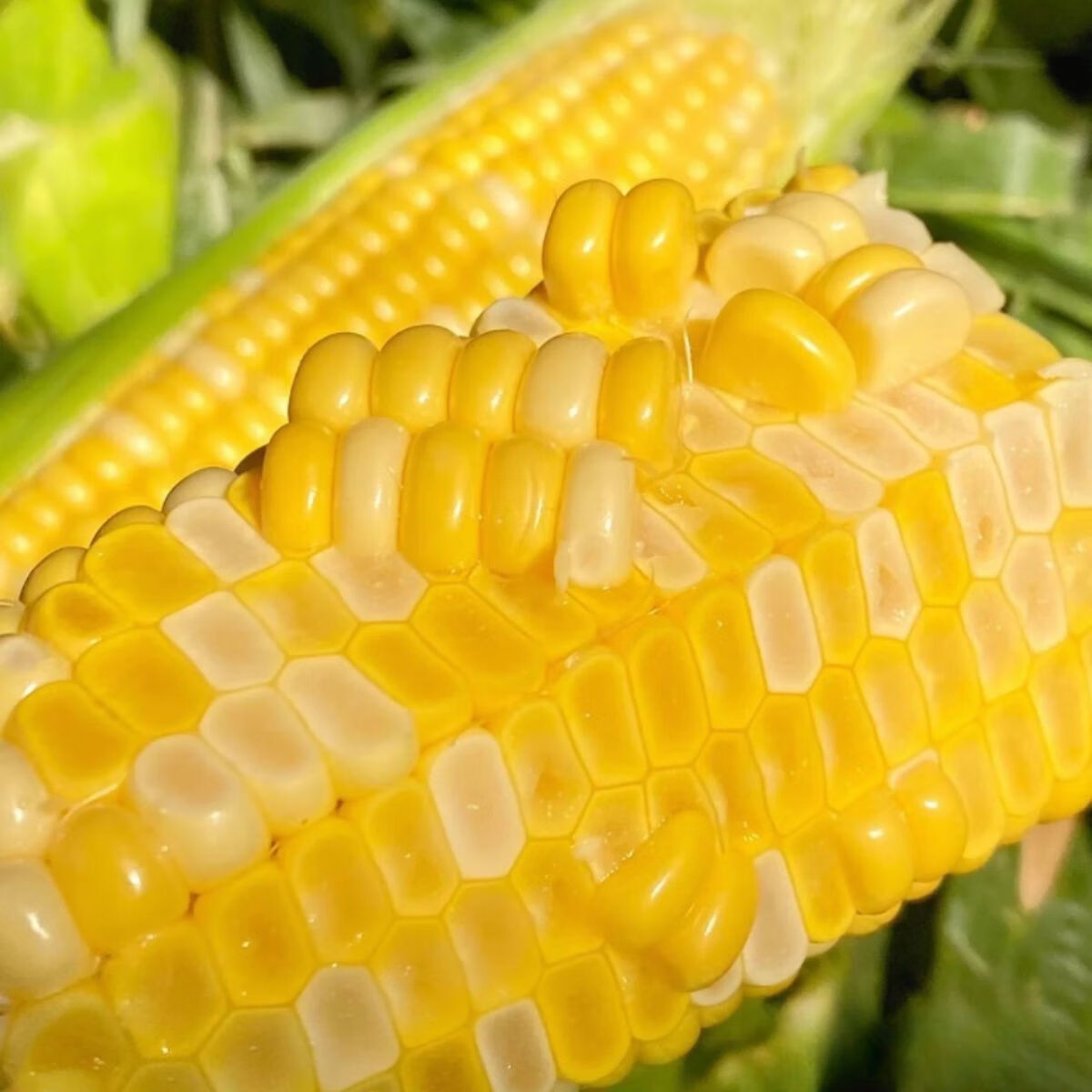 现摘水果玉米新鲜甜玉米嫩玉米新鲜玉米生吃爆浆即食代餐包邮 带箱(5-5.5斤)实惠装