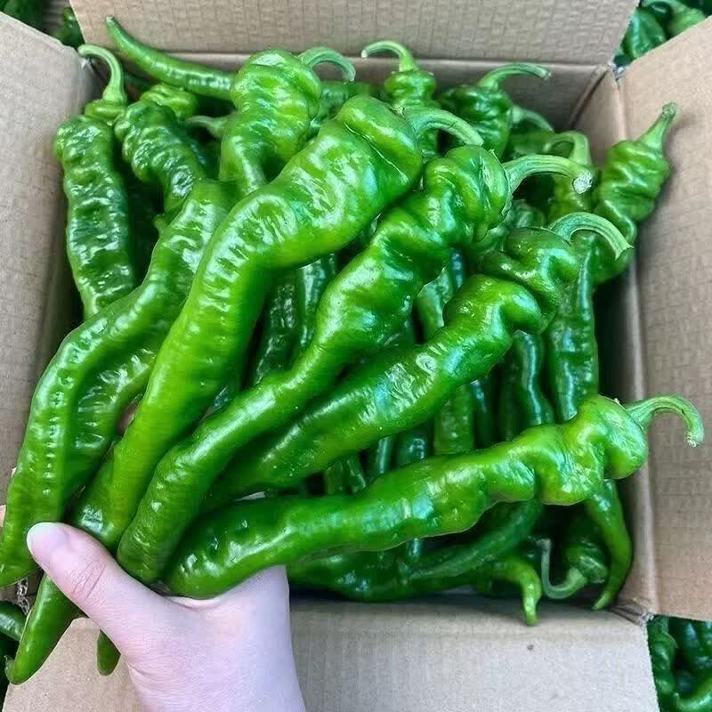 【云南螺丝椒】青辣椒现摘薄皮微辣生鲜蔬菜彩椒辣椒辣椒 带箱3斤