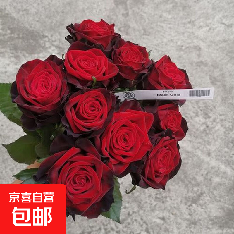 玫瑰花苗老桩绿植物盆栽月季蔷薇老根室内外阳台庭院特大花卉四季 38黑金（老桩苗四季开花）