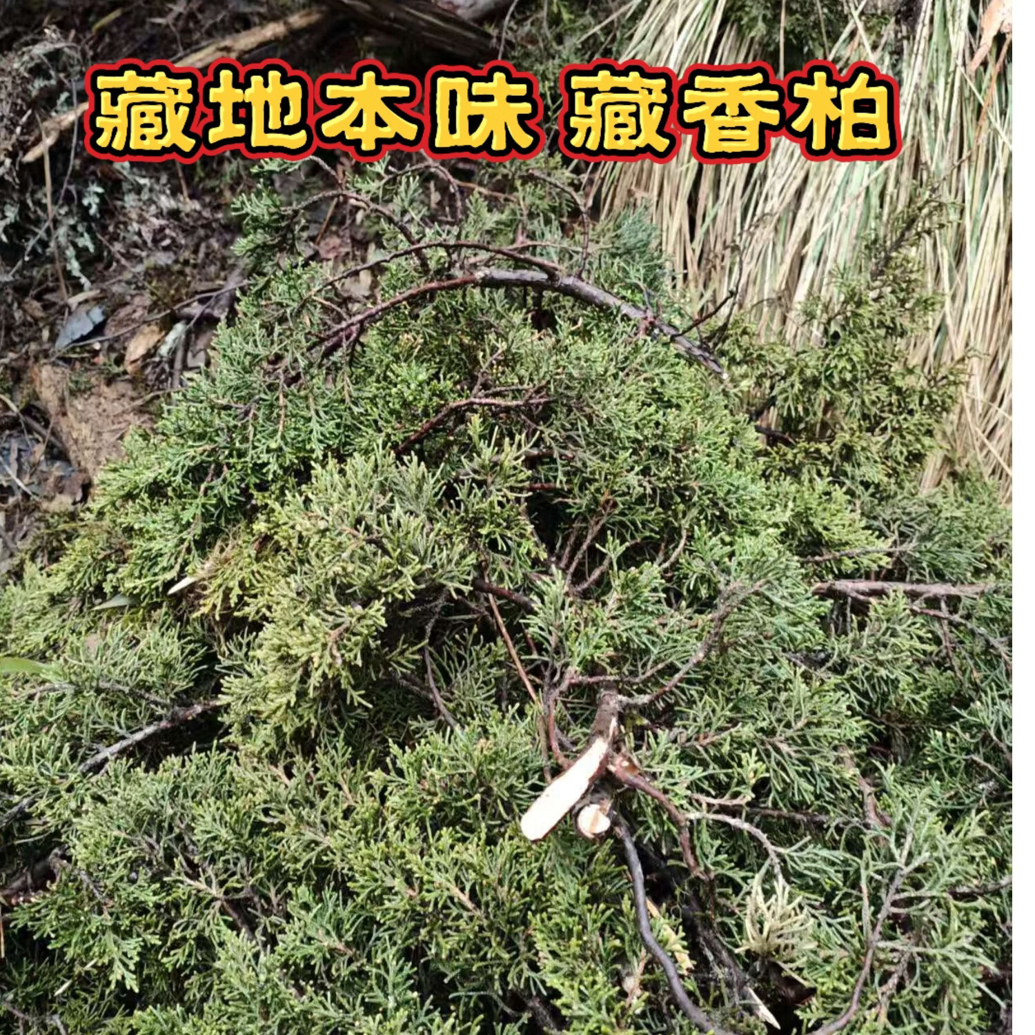 藏地新鲜野生藏香柏枝叶供养水晶房屋净宅除污秽气净化空气自然香 300克