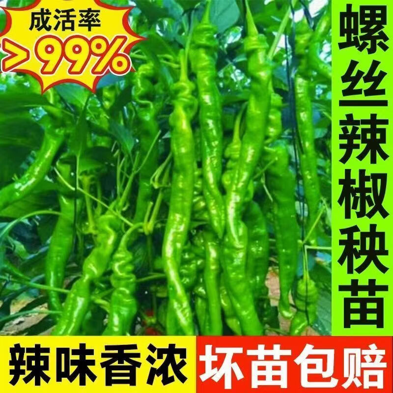 螺丝椒种子苗 香辣特大辣椒种籽螺丝椒薄皮蔬菜苗秧孑- 螺丝椒苗100颗【带土发货】