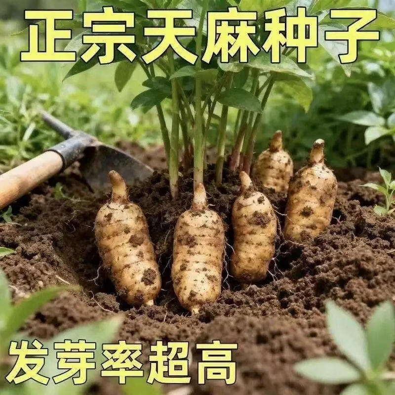 【特价1000粒】营养药材种新鲜天然天麻种子四季10袋H1 养生天然营养天麻种子【1000粒】10袋