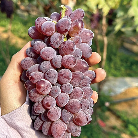 异果恋【顺丰】云南茉莉香葡萄 脆甜无籽应季新鲜水果红提子多地次日达 2斤装净重