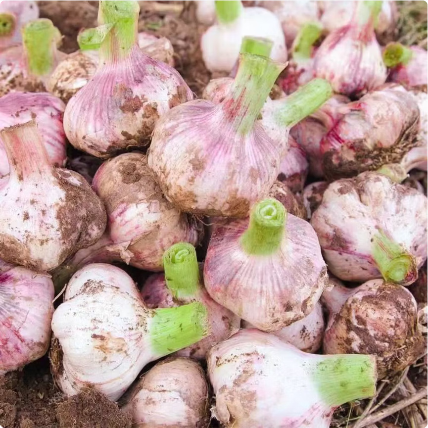 薏品甄鲜新鲜紫皮大蒜 新蒜 带泥紫皮大蒜头 鲜蒜 现挖现发 紫皮大蒜净重5斤【果径45mm+】