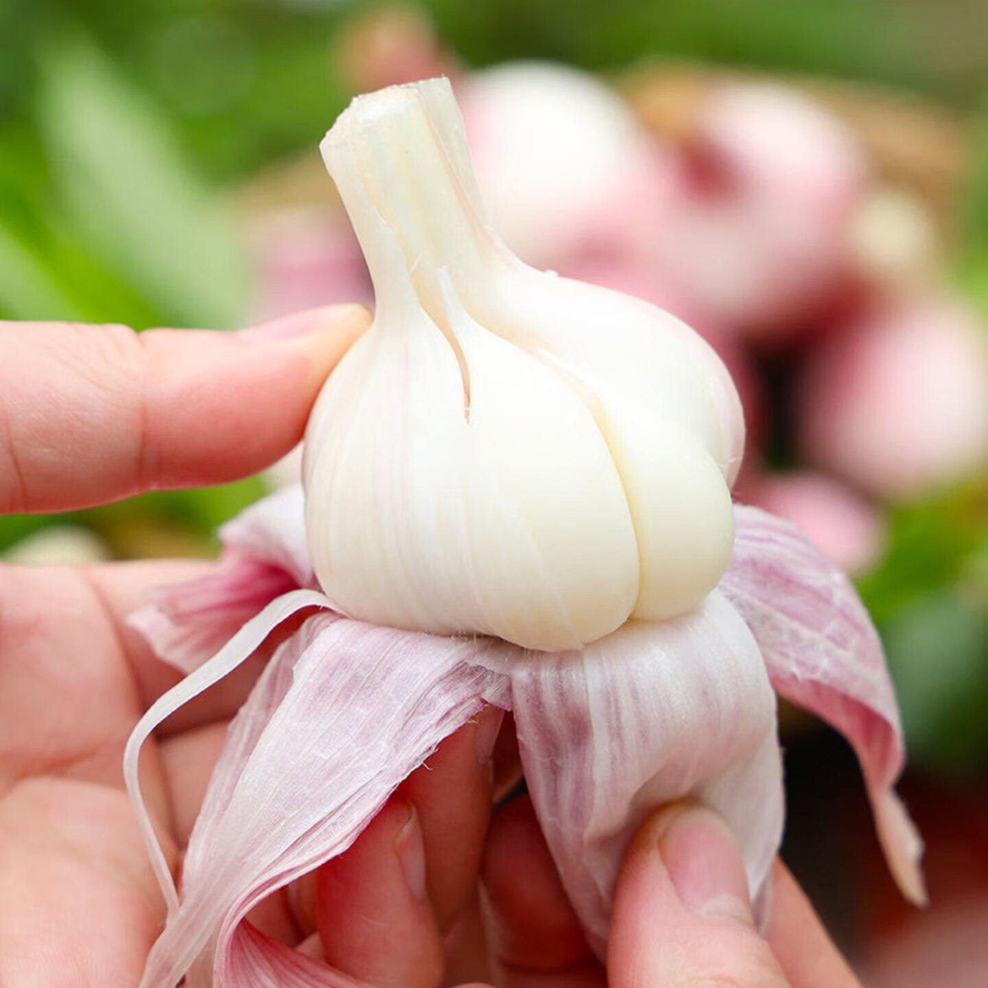 正鲜季（ZHENGXIANJI）云南紫皮新鲜湿蒜大蒜头现挖鲜蒜嫩大蒜 2500g