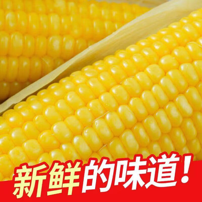 内蒙古巴彦淖尔沙漠甜糯玉米新鲜糯玉米真空包装加热即食 内蒙古 巴彦淖尔黄糯玉米220g*10根(2025)