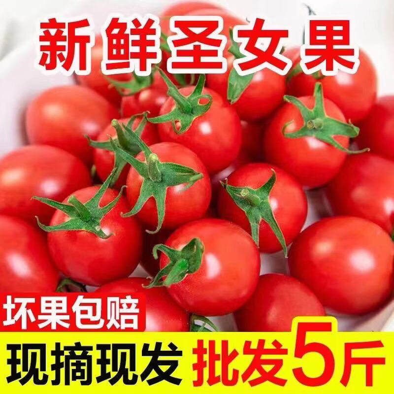 广西正宗千禧圣女果小番茄当季新鲜小番茄孕妇水果整箱5斤 3斤 【试吃装】试吃尝鲜现采现摘