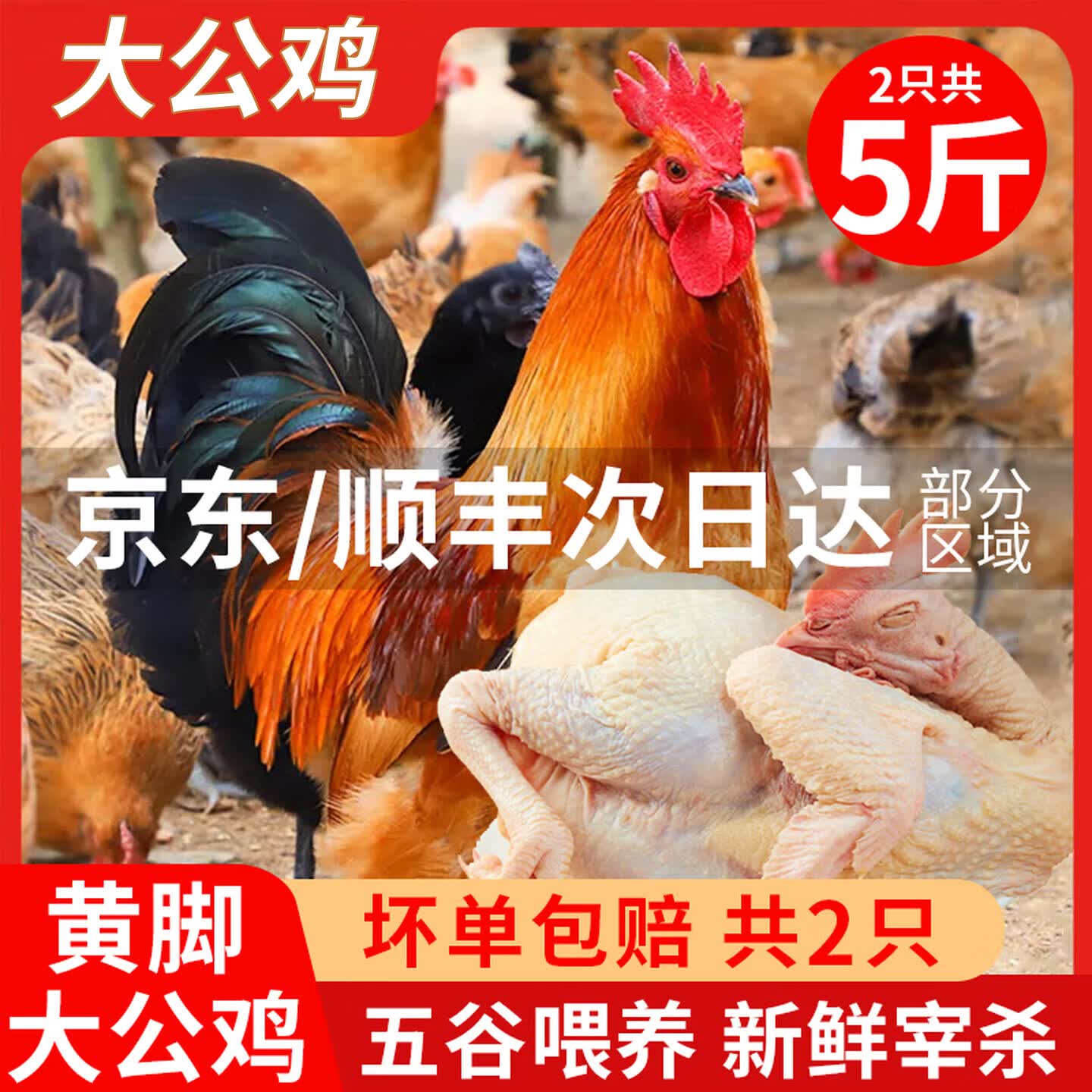 岽鲜农家散养土公鸡肉新鲜青脚黄鸡黑凤大公鸡土鸡走地鸡整鸡鸡肉生鲜 黄脚大公鸡发2只 （净重共5斤）