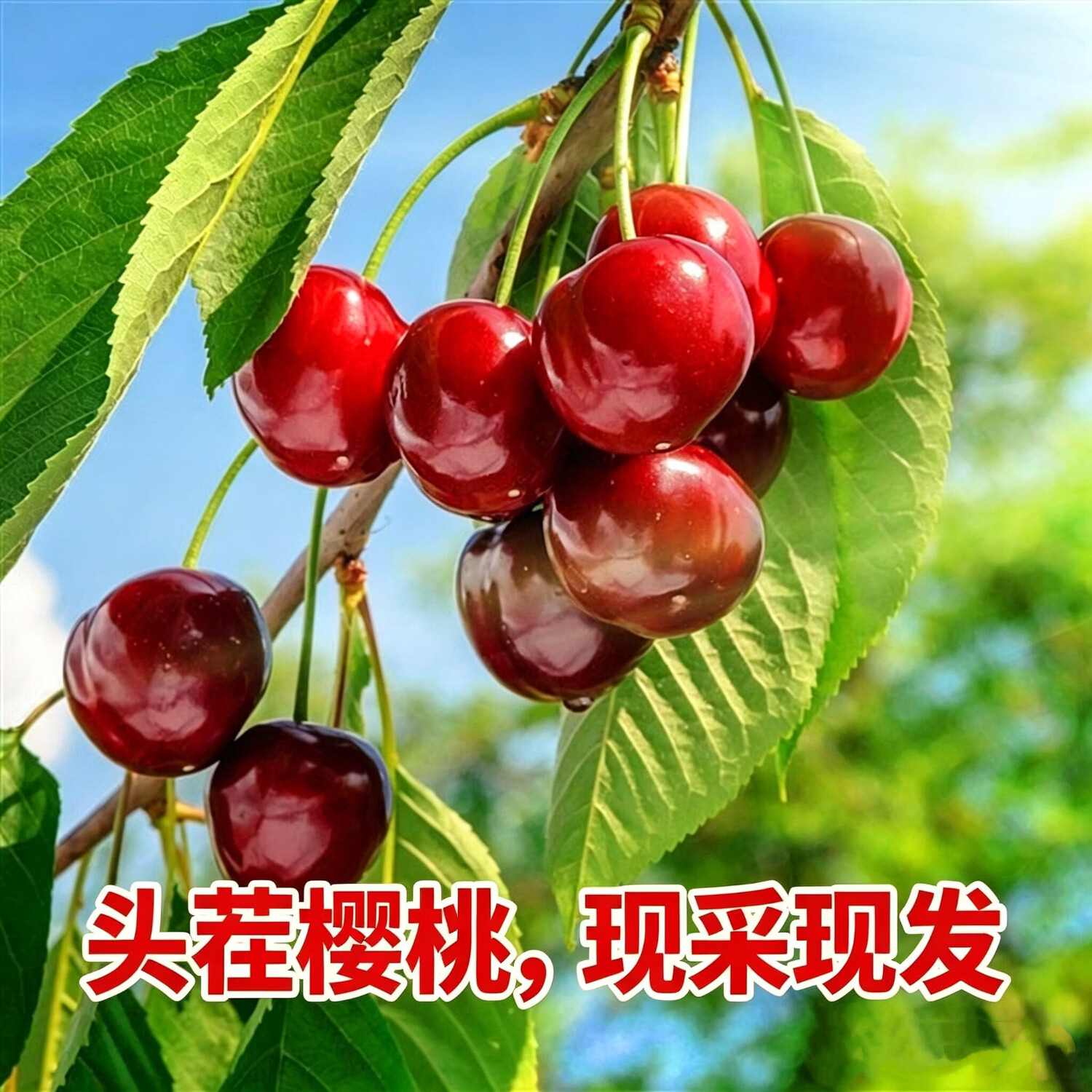 鲁禧海岸头茬山东樱桃国产车厘子大樱桃水果礼盒 送女友 5斤(净重) 丨樱桃自由丨礼赠佳品 大果 20-26mm