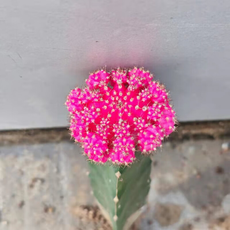 多肉植物仙人球彩色萌趣球胭脂红室内好养绿植盆栽花卉 胭脂红【1颗】