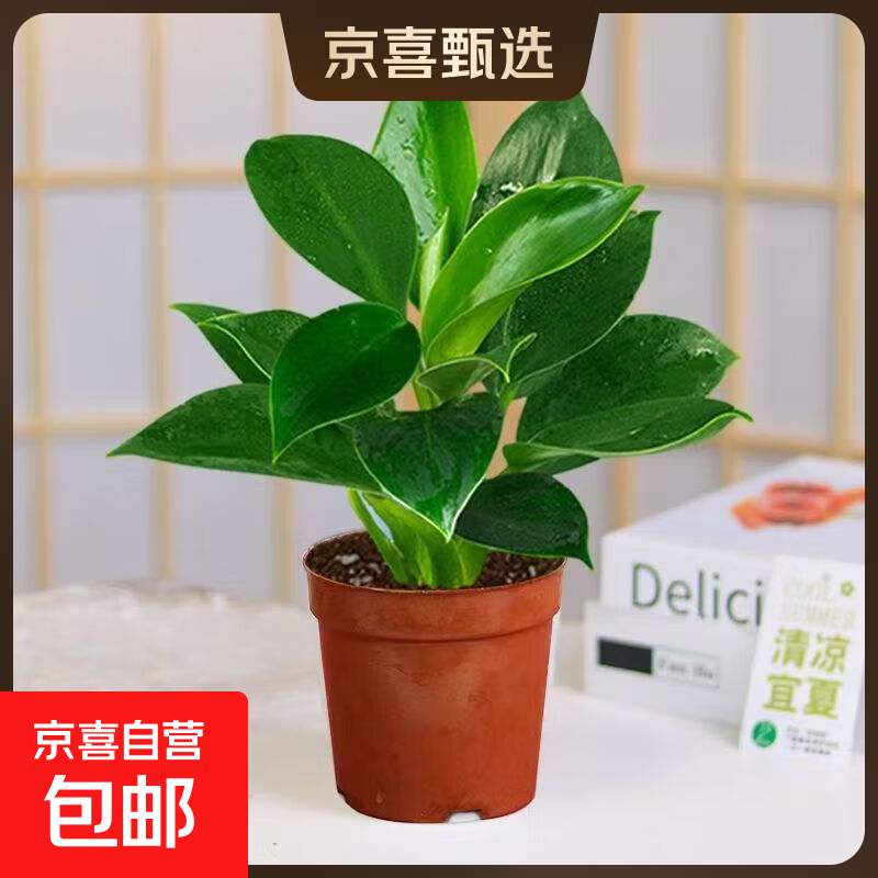 特价大叶金钻绿公主盆栽植物除甲醛绿植办公室四季常青室内摆放2 【1盆】金钻+基地原盆 含盆高度15-20厘米
