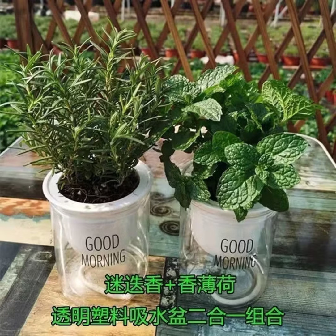 薄荷迷迭香盆栽可食用绿植桌摆驱蚊好养易活清香提神净化空气植物 各一盆