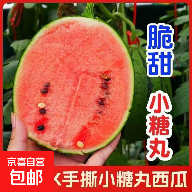手撕小糖丸西瓜脆甜薄皮新鲜产地直发 1.5-2斤推荐装