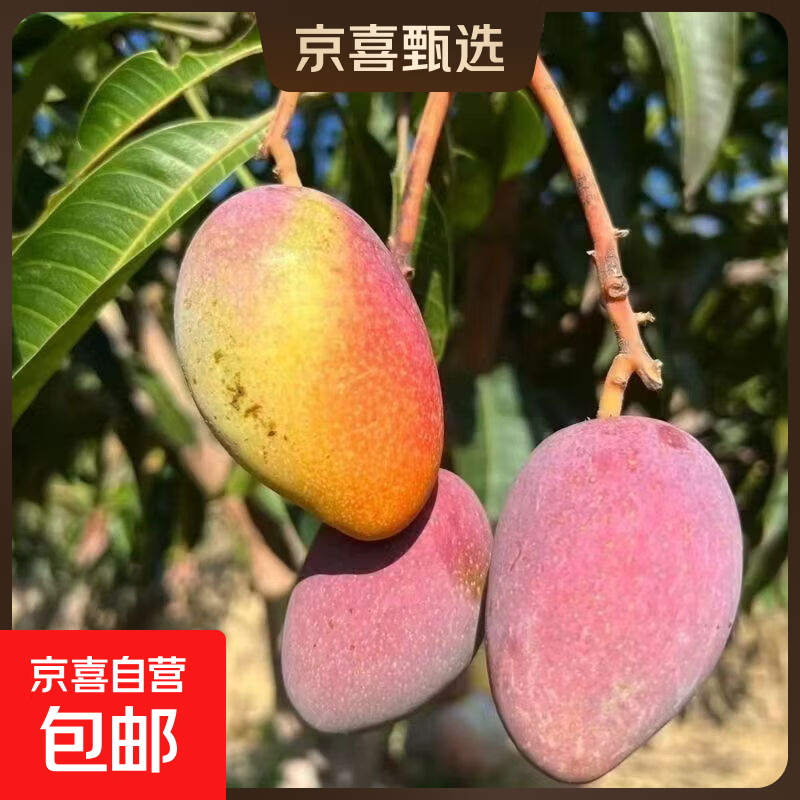 贵妃芒果带箱9斤 19.9元 - 线报酷
