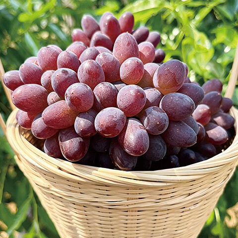 异果恋【顺丰】云南茉莉香葡萄 脆甜无籽应季新鲜水果红提子多地次日达 2斤装净重