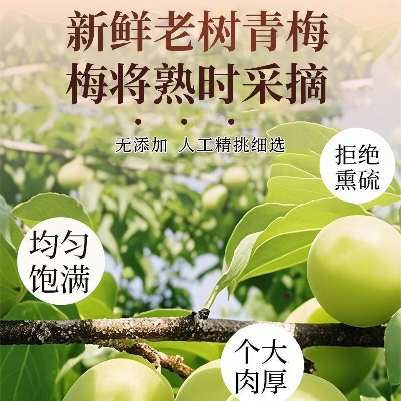 协穆甄选优质乌梅干新疆特级原味乌梅自然无添加煲汤泡水制作酸梅汤 精选新疆特级乌梅干 250g*2罐