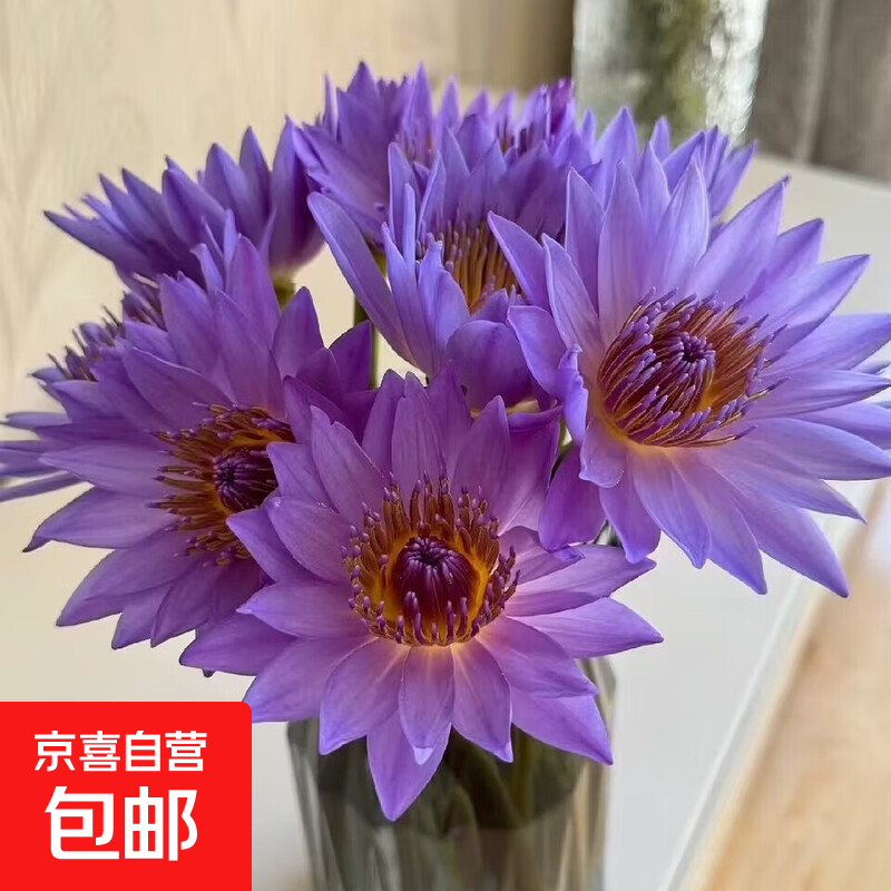 鲜采睡莲鲜花基地直发母亲节520礼物带花苞水培鲜切花客厅插花 紫色35CM5支