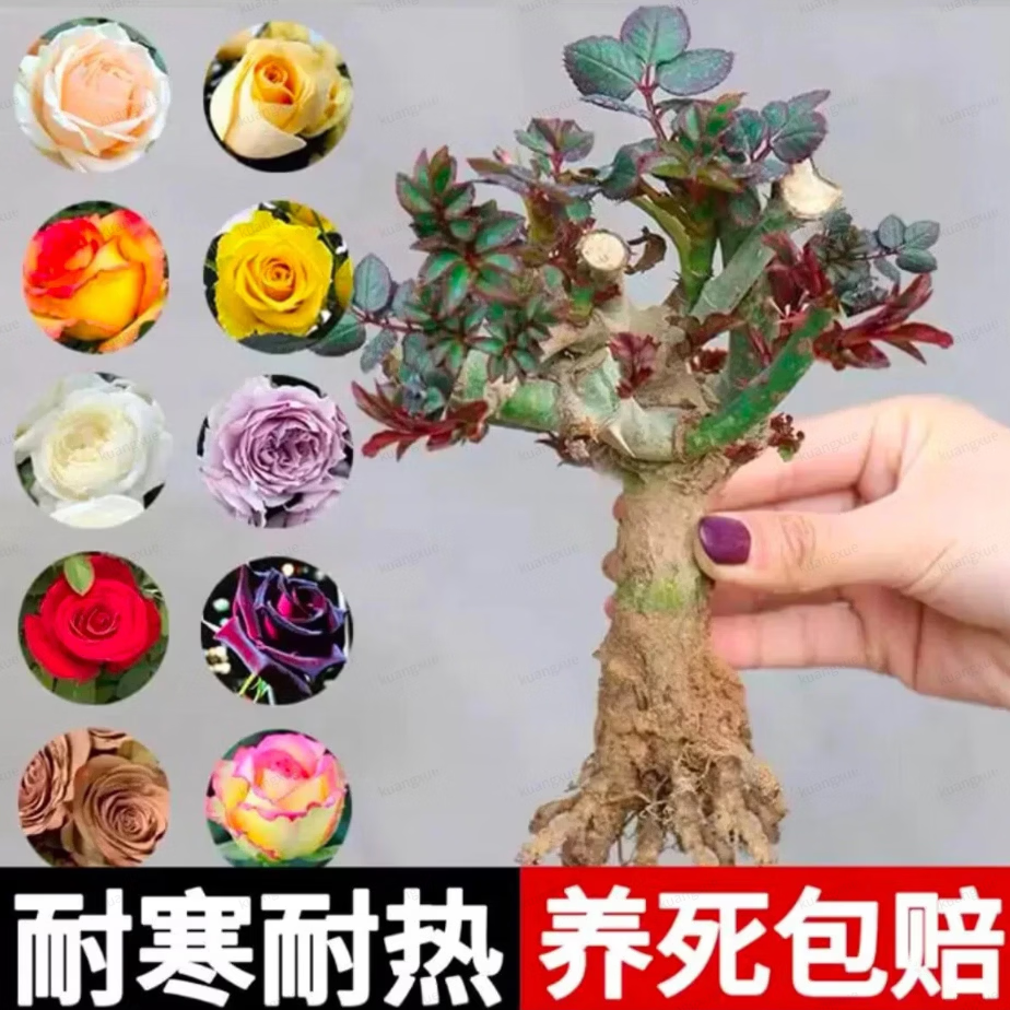 云南玫瑰花老桩花苗切花玫瑰大花浓香四季爆花室内外盆栽地栽月季 混色玫瑰老桩1颗【昆明直发】