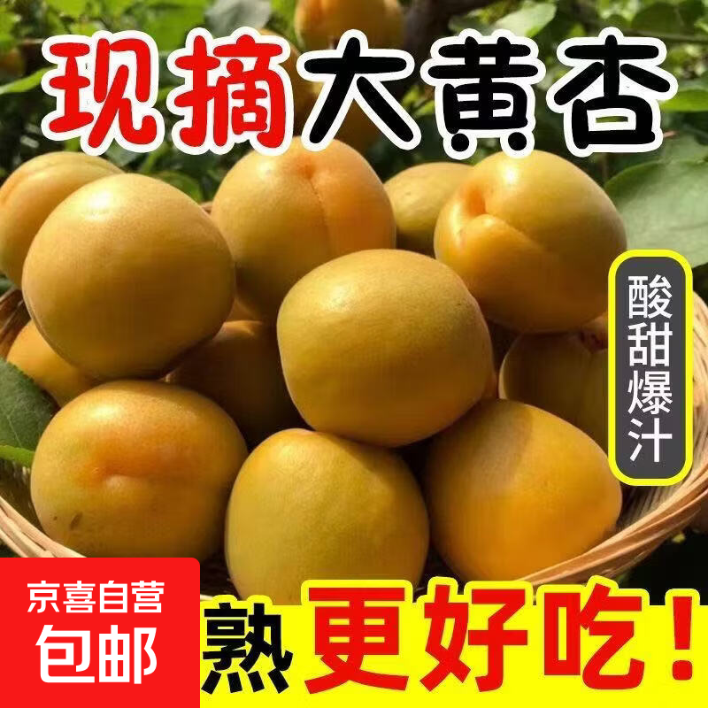 大黄杏 放软吃更甜 新鲜采摘 软糯多汁 杏香浓郁 带箱1斤装净重0.8斤【单果40g+】山西