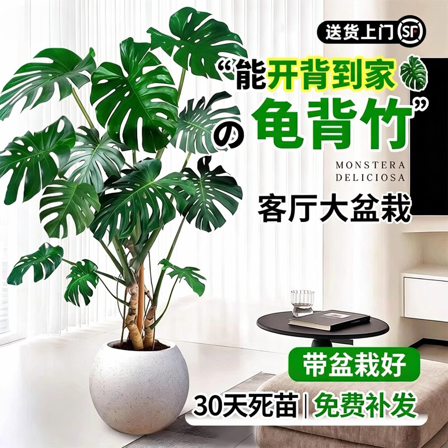 叹为观止大型绿植各种大型盆栽发财树金钱树榕树流泉枫办公室内盆景好养活 老桩龟背竹1.2—1.4m【黑色圆球盆】