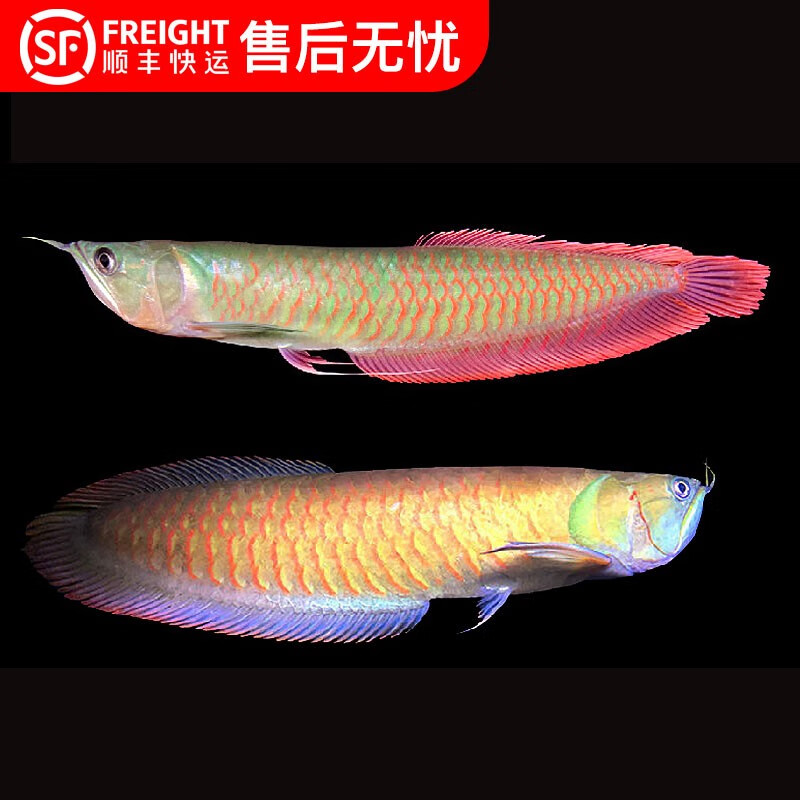 易萌 银龙鱼活鱼热带观赏鱼水中大型招财稀有幻彩七彩银龙鱼活体 七彩