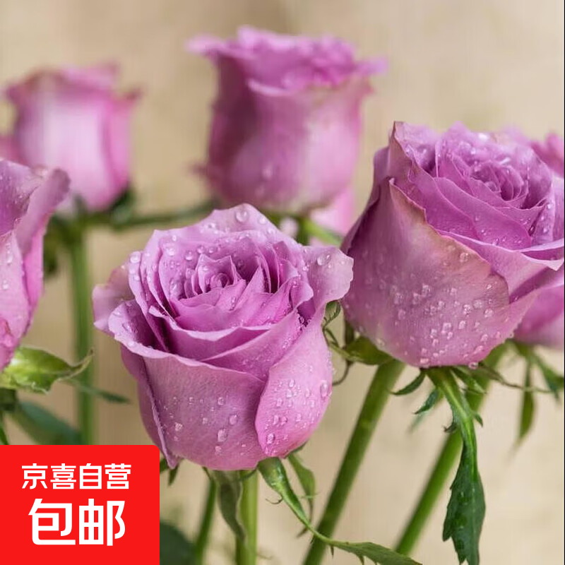 玫瑰花苗老桩绿植物盆栽月季蔷薇老根室内外阳台庭院特大花卉四季 17海洋之歌（老桩苗四季开花）