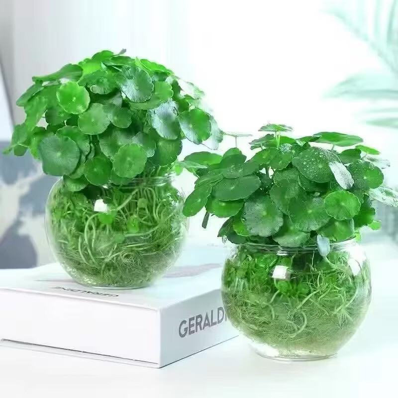 铜钱草招财办公室桌面盆栽金钱草花卉室内水培植物净化吸甲醛绿植 两颗带盆