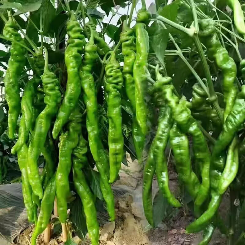 螺丝椒种子苗 香辣特大辣椒种籽螺丝椒薄皮蔬菜苗秧孑- 螺丝椒苗100颗【带土发货】