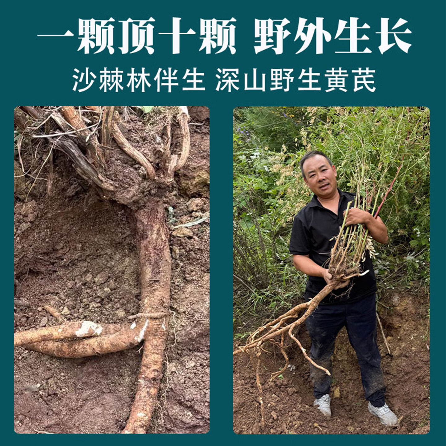 唯昱记 甘肃野生黄芪 500g【整根】黄氏正宗北芪条泡水煲汤泡酒中药材 20年野芪【整根发货】 250g*1袋