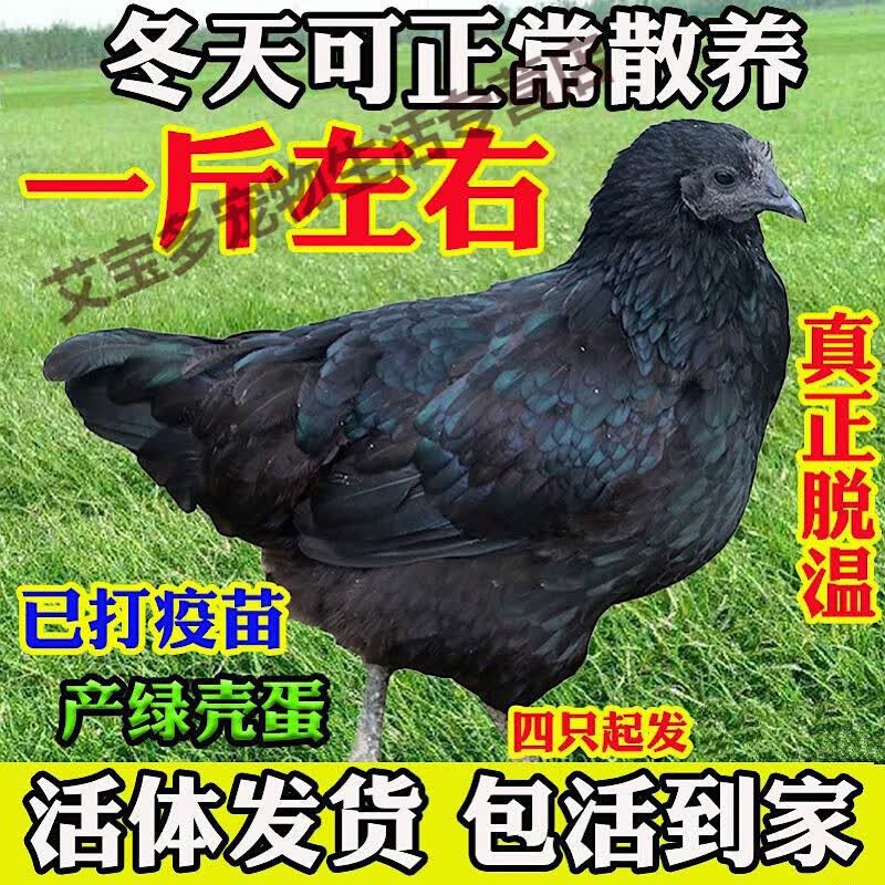 正宗散养纯种一斤五黑鸡苗脱温苗绿壳蛋鸡乌鸡半大乌骨鸡包活到家(8只