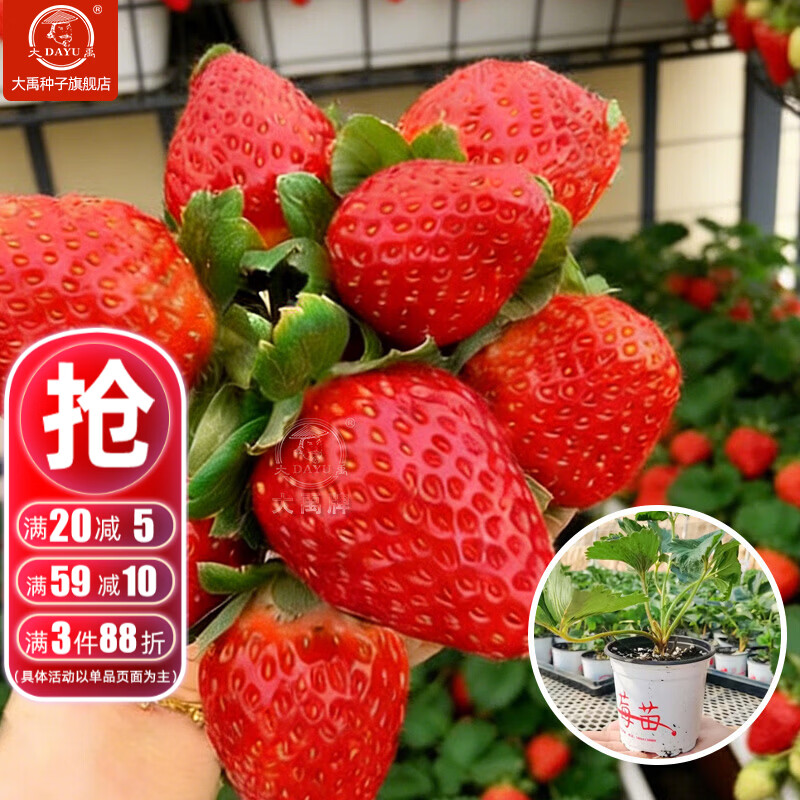大禹白草莓苗秧苗带土带盆发货红颜香野四季奶油草莓盆栽 奶油草莓带盆带土发货苗 1盆+肥